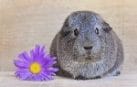 cute little guinea pig